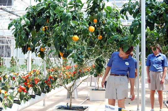 bell peppers epcot