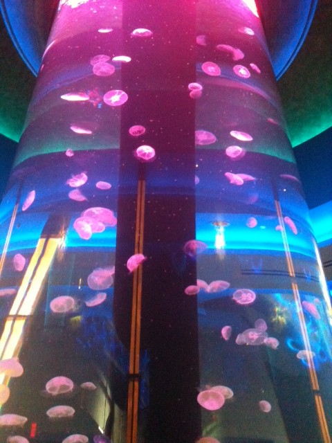 jellyfish