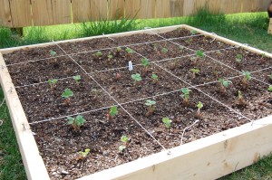 Comment planter des fraises dans le jardin d'un pied carré