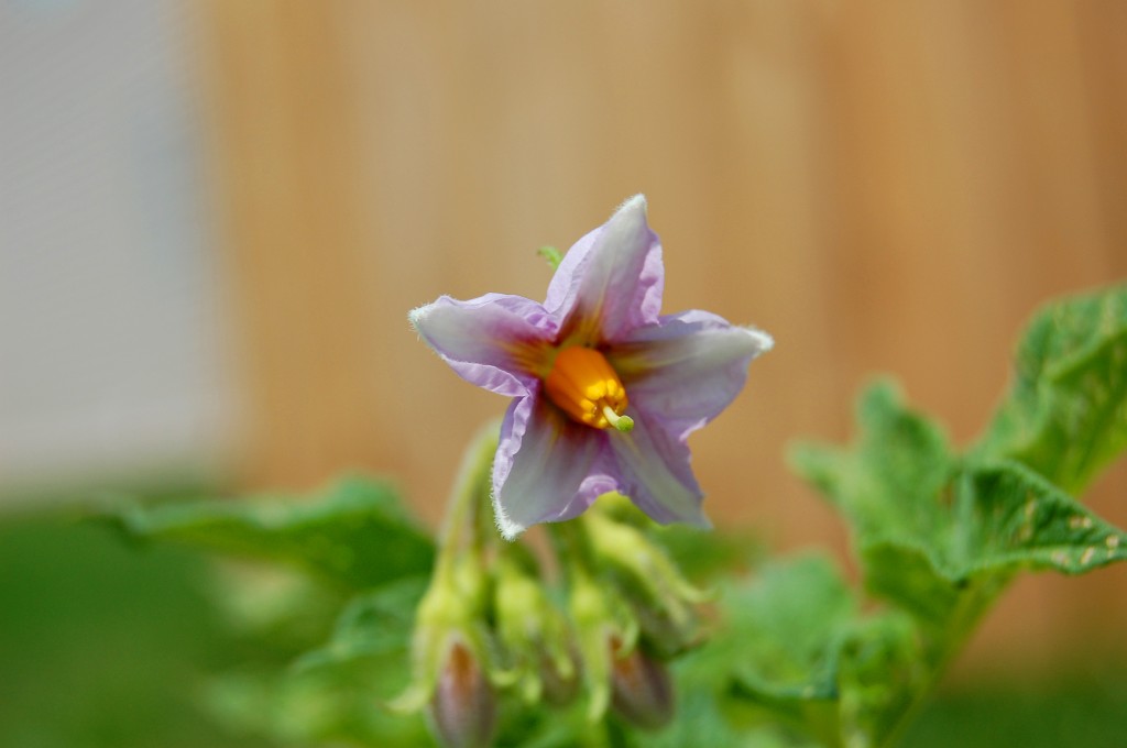 square-foot-garden-potato-flower