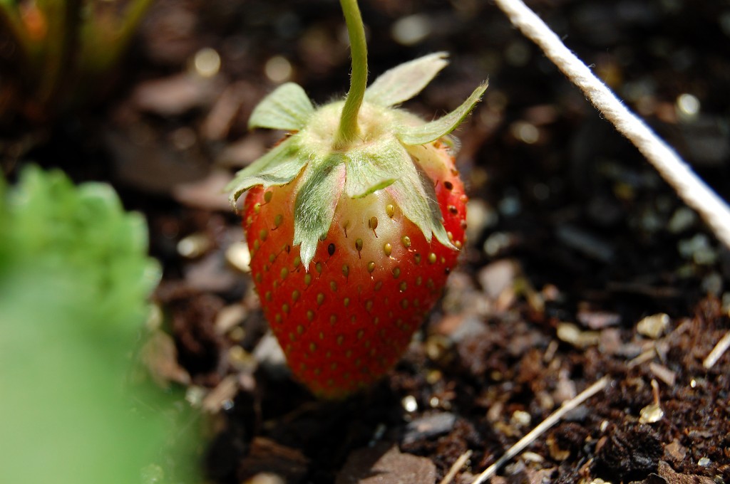 square-foot-garden-strawberry-ripe