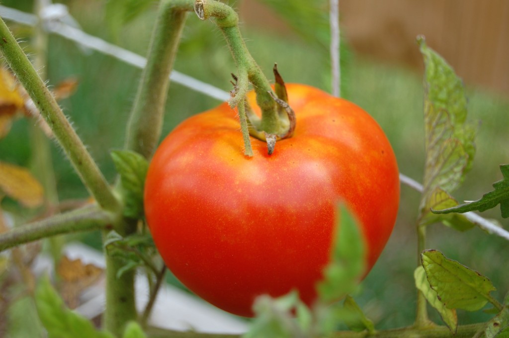 tomato-on-vine