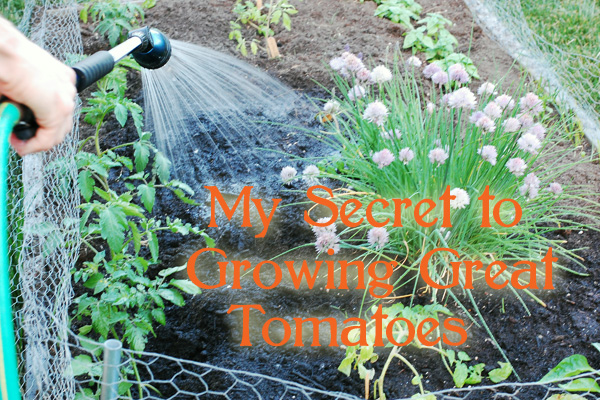 my secret to growing great tomatoes